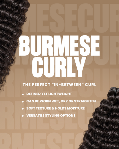 BRAZILIAN BURMESE CURLY